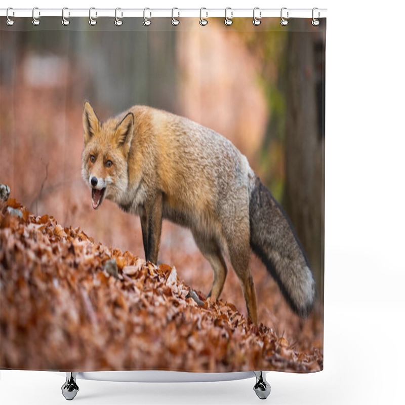 Personality  Red Fox, Vulpes Vulpes, Chewing With Open Mouth In Autumn Forest Among Fallen Orange Leaves. Furry Mammal Feeding In Nature. Animal Wildlife From Side View. Shower Curtains