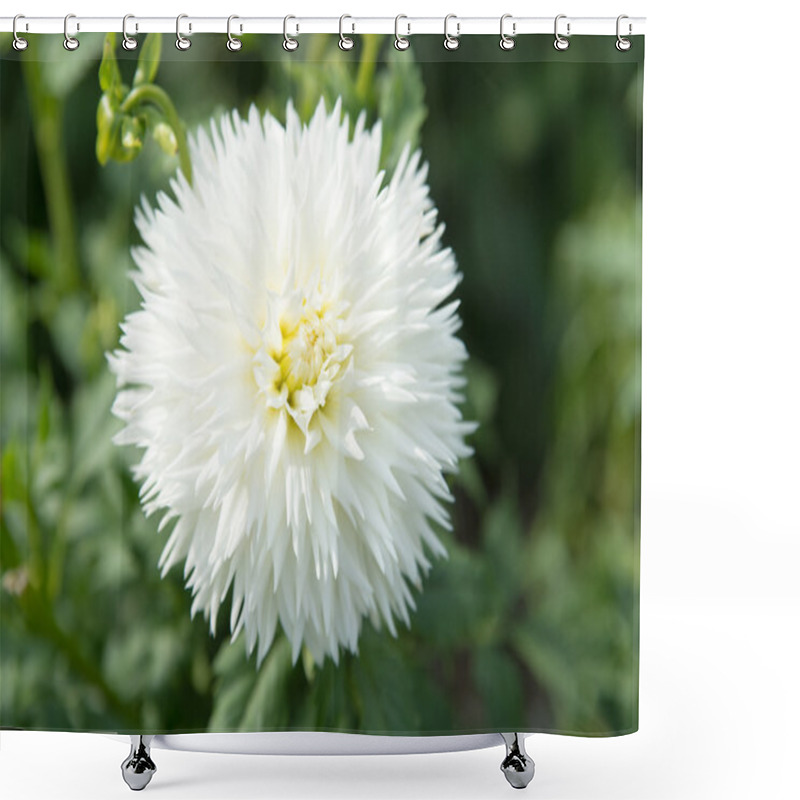 Personality  White Dahlia Flower On Green Background Shower Curtains