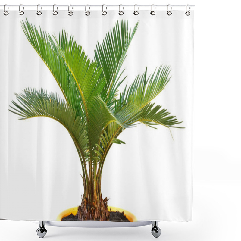 Personality  Sago Palm Shower Curtains