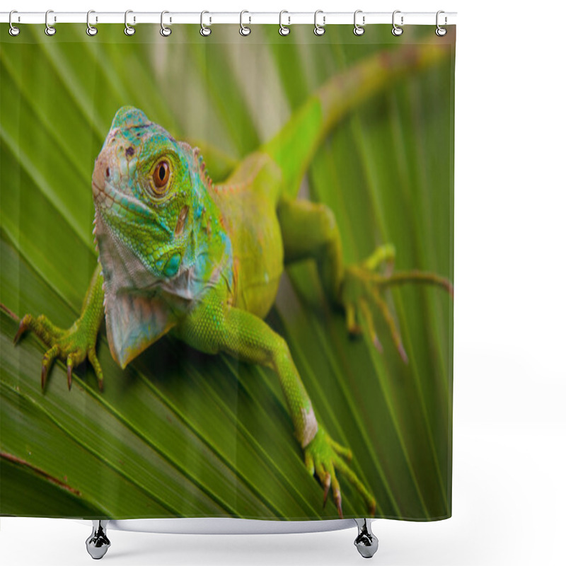 Personality  Green Iguana On Leaf Shower Curtains