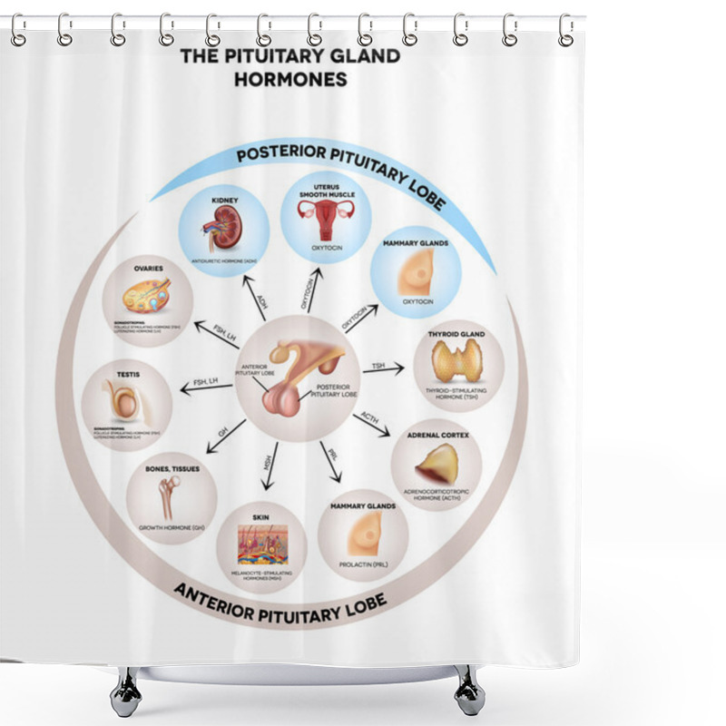 Personality  Pituitary Gland Hormones Round Diagram Shower Curtains