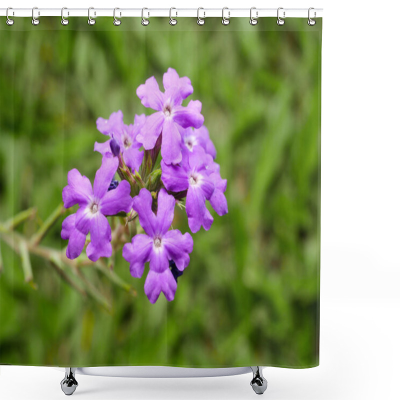 Personality  Verbena Flower 4 Shower Curtains