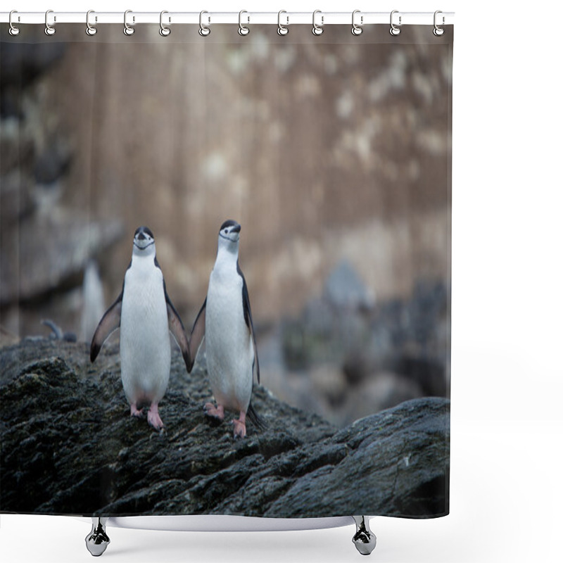 Personality  Chinstrap Penguins In Antarctica Shower Curtains