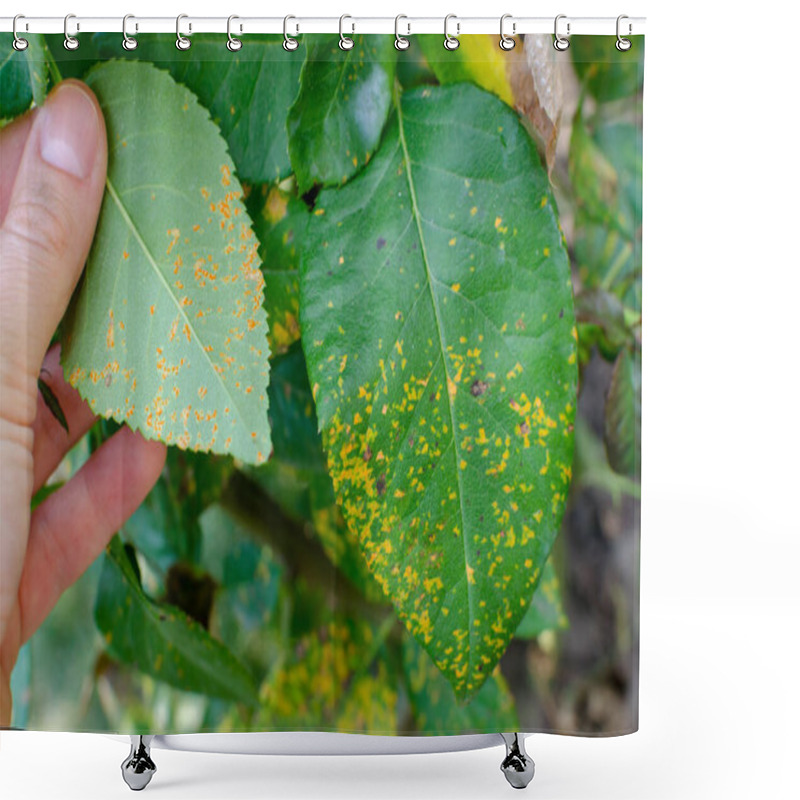 Personality  Rust Fungus, Caused By Phragmidium Fungus Affectes Rose Leaves.  Shower Curtains