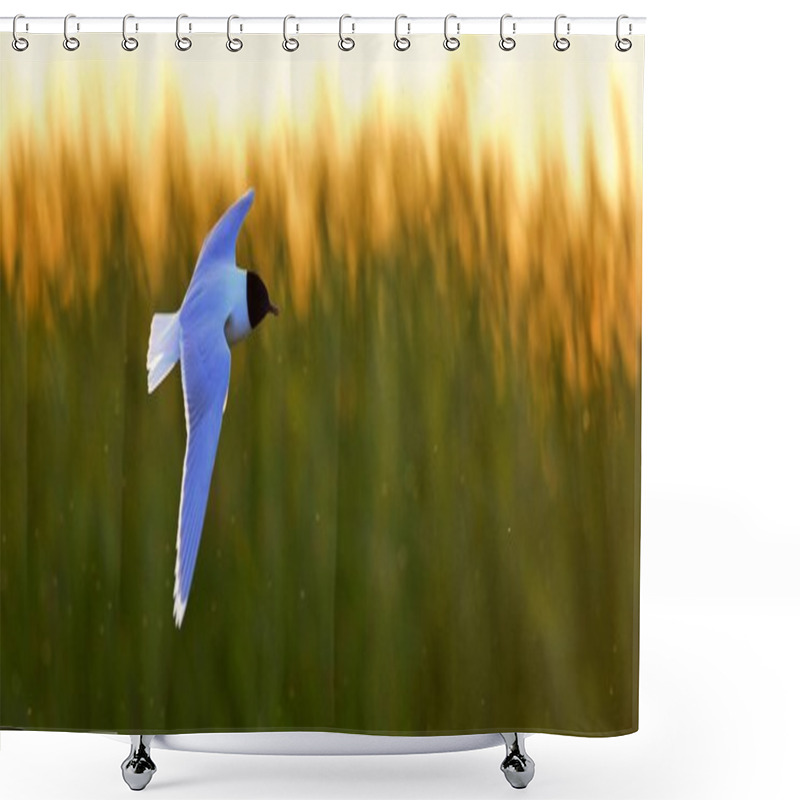 Personality  The Little Gull (Larus Minutus) In Flight Shower Curtains