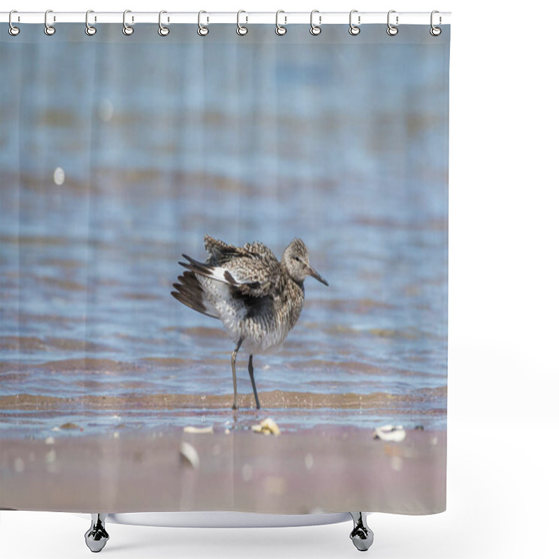 Personality  The Willet Is A Large Shorebird In The Family Of Scolopacidae. Photographed At Cape Cod, Monomoy National Wildlife Refuge. Shower Curtains