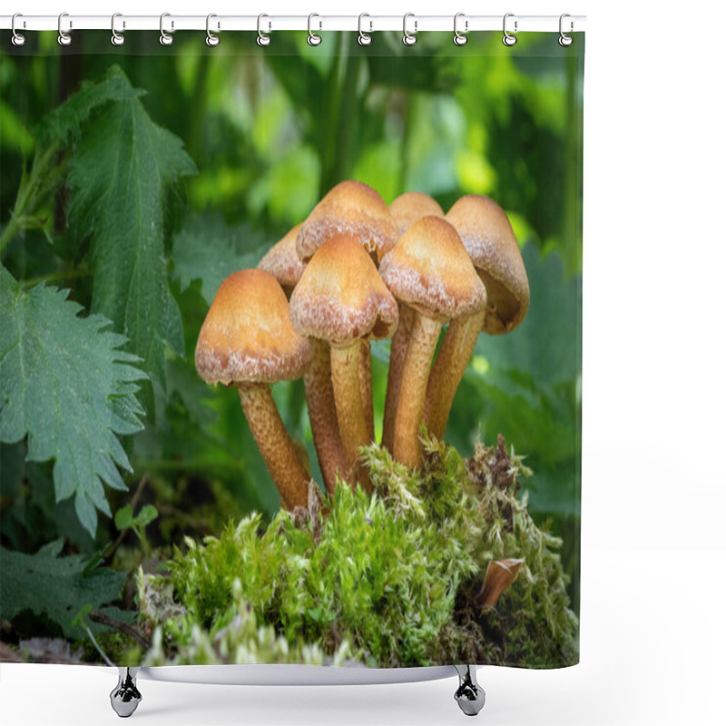 Personality  Macro Shot Of Edible Mushrooms Kuehneromyces Mutabilis Commonly Known As Sheathed Woodtuft - Czech Republic, Europe Shower Curtains