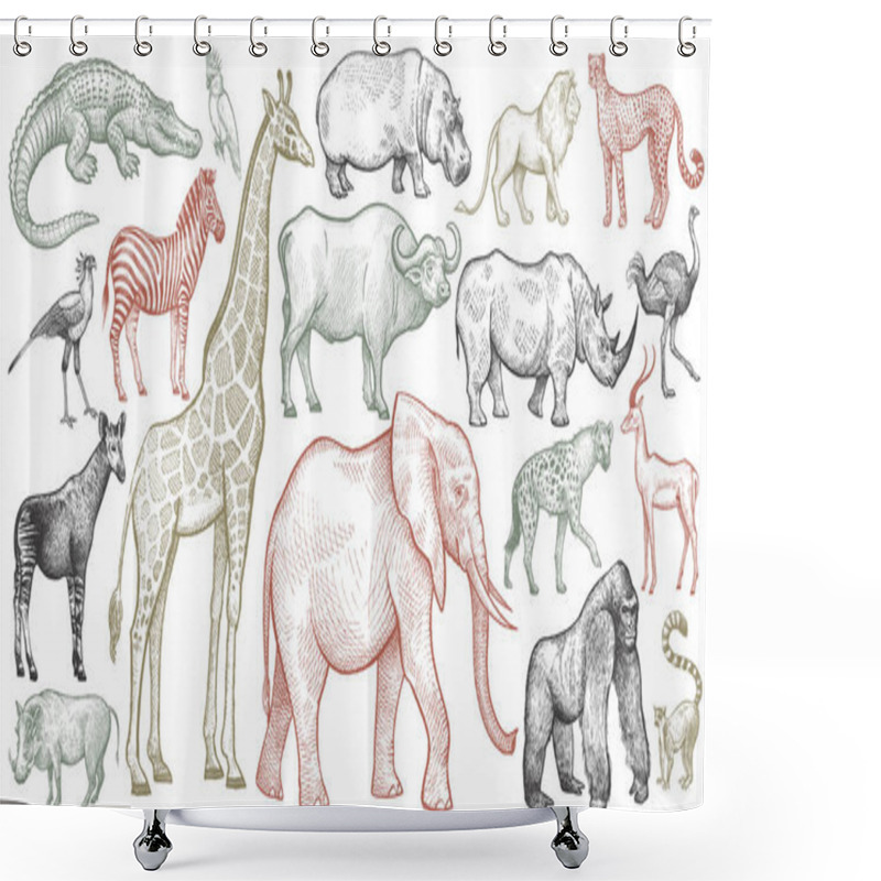 Personality  Engraving Of African Animals. Shower Curtains