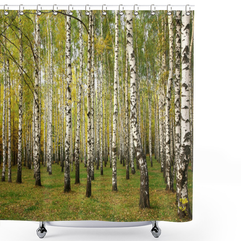 Personality  Sunny Autumn Birch Trees Shower Curtains