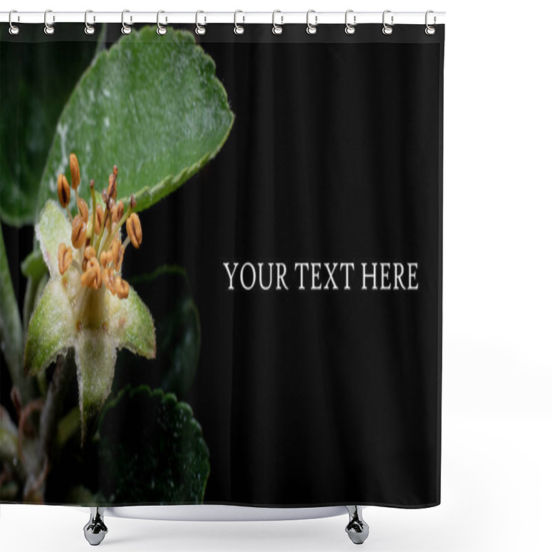 Personality  An Apple Germ, An Apple Blossom On A Branch Isolated On A Black Background, A Place For Text, A Frame For A Postcard. Shower Curtains