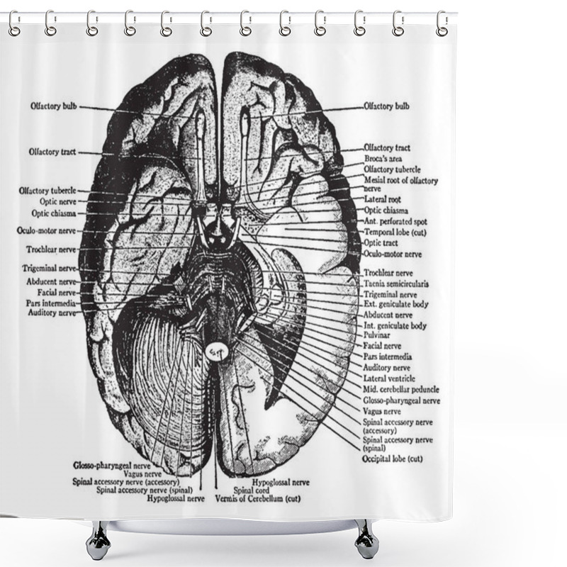 Personality  View Of The Under Surface Of The Brain With The Lower Portion Of The Temporal And Occipital Lobes, Vintage Line Drawing Or Engraving Illustration. Shower Curtains