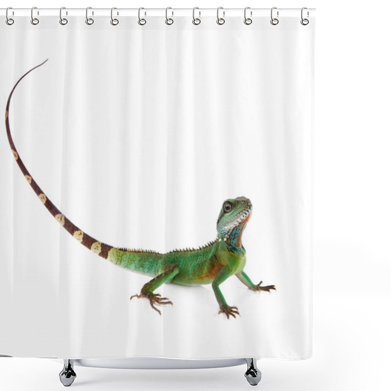 Personality  The Australian Water Dragon On White Background Shower Curtains