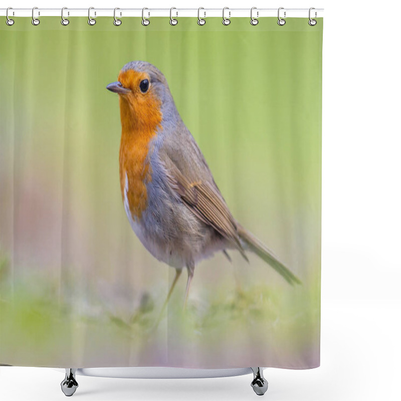 Personality  Portrait Of Robin On Bright Background Shower Curtains