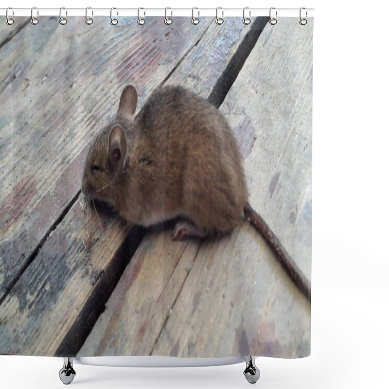 Personality  House Mouse (Mus Musculus). Mouse On Wooden Floor Shower Curtains