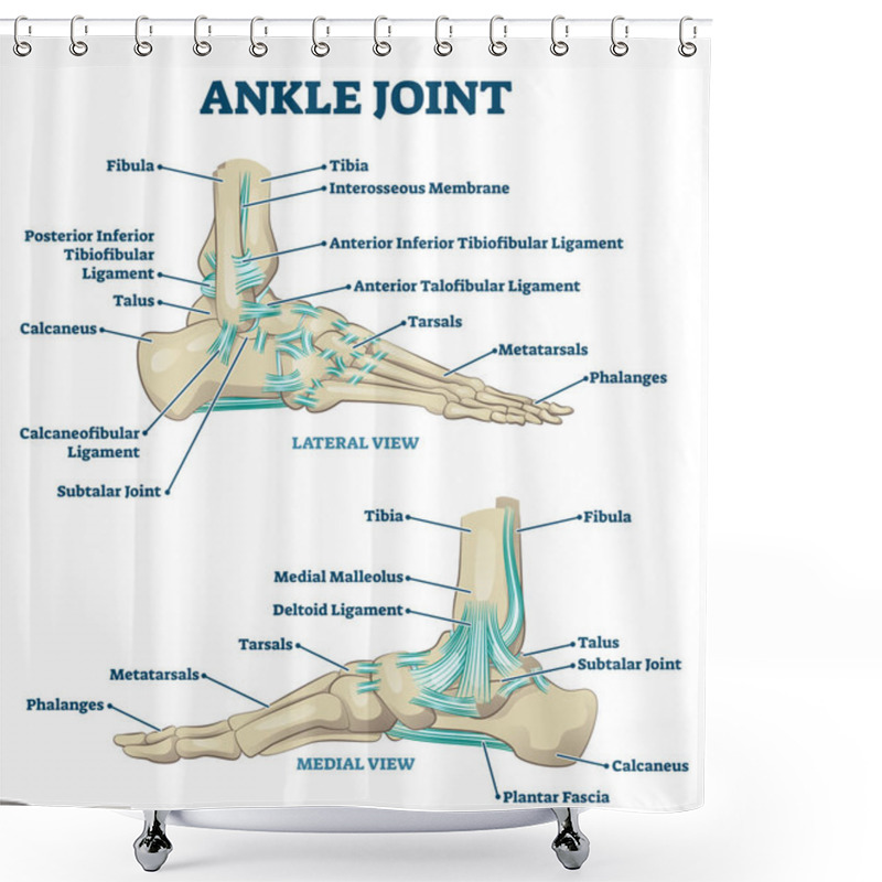 Personality  Ankle Joint Vector Illustration. Labeled Educational Leg Structure Scheme. Shower Curtains