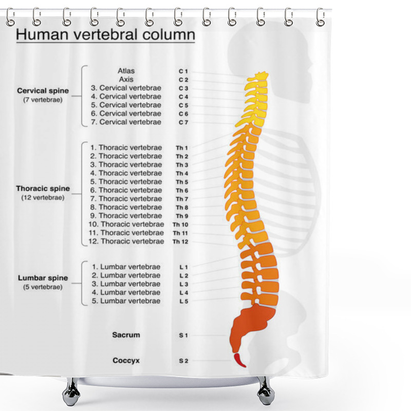 Personality  Vertebral Column Names Spine Shower Curtains