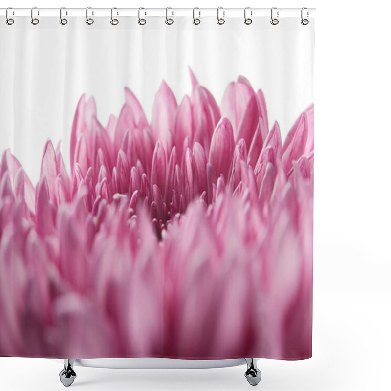 Personality  Close Up View Of Purple Chrysanthemum Isolated On White Shower Curtains