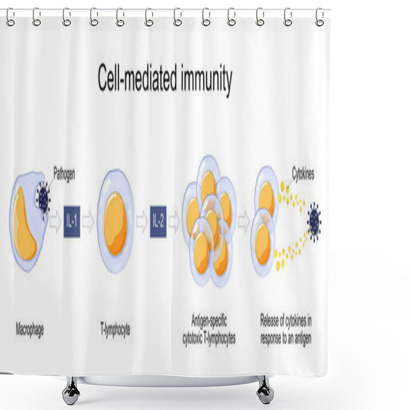 Personality  Immune Response. Cell-mediated Immunity. Activation Of Phagocytes, Antigen-specific Cytotoxic T-lymphocytes, And The Release Of Cytokines In Response To An Antigen. Vector Poster For Educatio Shower Curtains