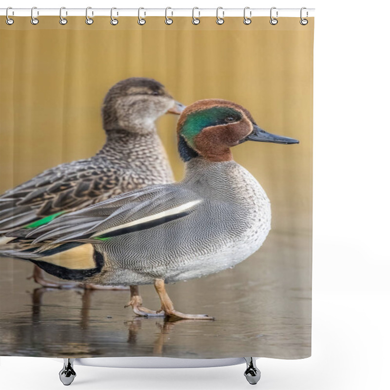 Personality  Beautiful Teal Duck Couple Standing On The Iced Pond Called Jacobiweiher Not Far Away From Frankfurt, Germany At A Cold Day In Winter. Shower Curtains