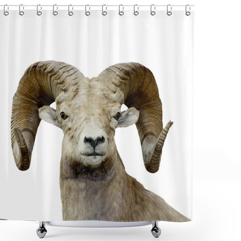 Personality  Bighorn Sheep Isolated Over A White Background Shower Curtains