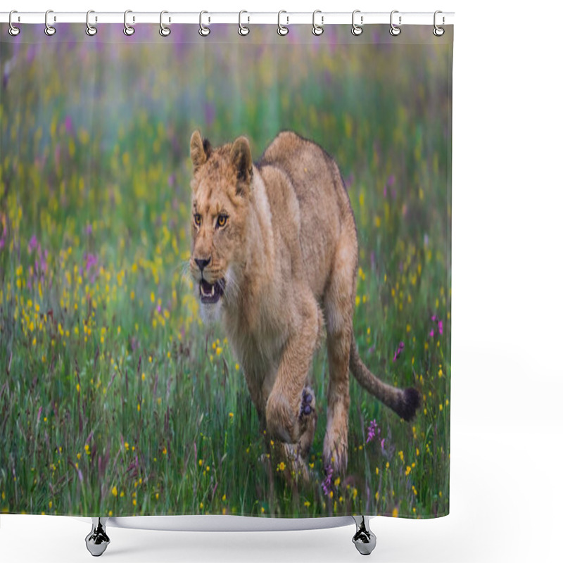 Personality  Close-up Portrait Of A Lioness Running  In A Foggy Morning Through A Savanna Full Of Colorful Flowers Directly To The Camera. Impressionistic Scene Of The Top Predator In A Nature Lion, Panthera Leo. Shower Curtains