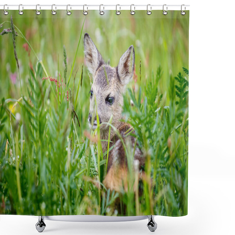 Personality  Young Wild Roe Deer In Grass, Capreolus Capreolus.  Shower Curtains