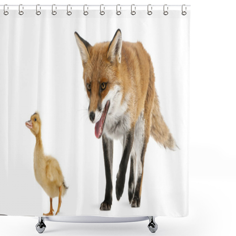 Personality  Red Fox, Vulpes Vulpes, 4 Years Old, Playing With A Domestic Duckling In Front Of White Background Shower Curtains