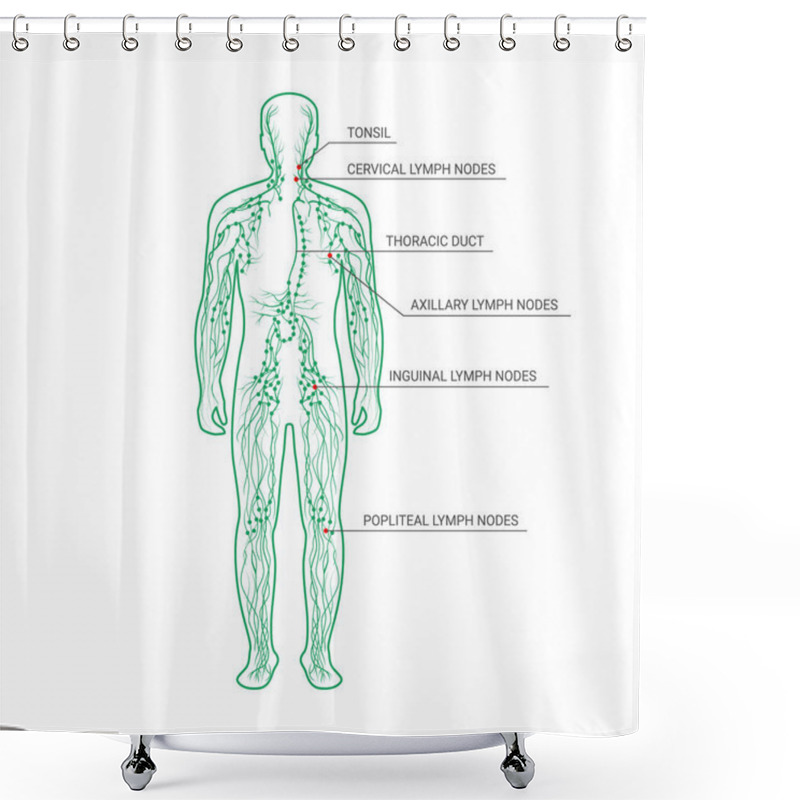 Personality  The Lymphatic System Labeled. Lymph Nodes And Ducts In Male Silhouette With Description. Male Silhouette With Lymph Nodes Isolated On White Background. Vector Illustration. Shower Curtains