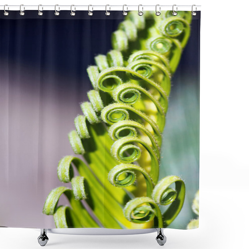 Personality  Curly Leaves Of Cycas Revoluta Shower Curtains