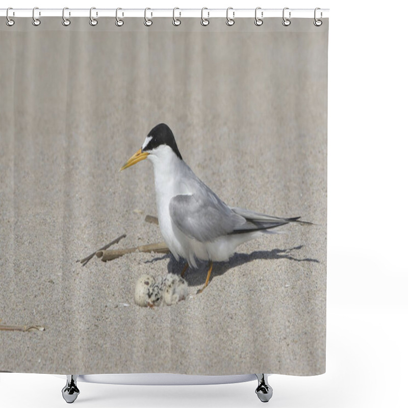 Personality  Least Tern (sternula Antillarum) Adult With A Newly Hatched Baby Shower Curtains