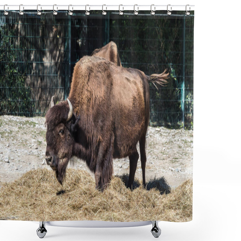 Personality  American Buffalo Known As Bison, Bos Bison In The Zoo Shower Curtains