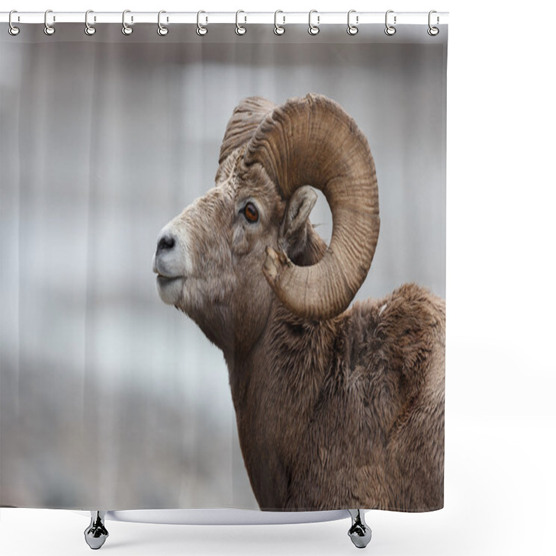 Personality  Bighorn Sheep Portrait Shower Curtains