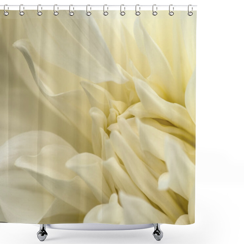 Personality  White Dahlia Macro Shower Curtains