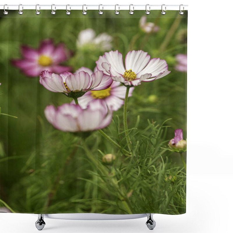 Personality  Pink Rimmed Cosmos Flowers In Full Bloom With Lush Green Background Shower Curtains