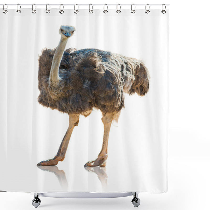 Personality  Portrait Of An Ostrich Shower Curtains