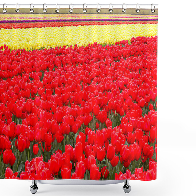 Personality  Tulip Fields In Farmland With Stripes Of Yellow And Red Tulips Shower Curtains