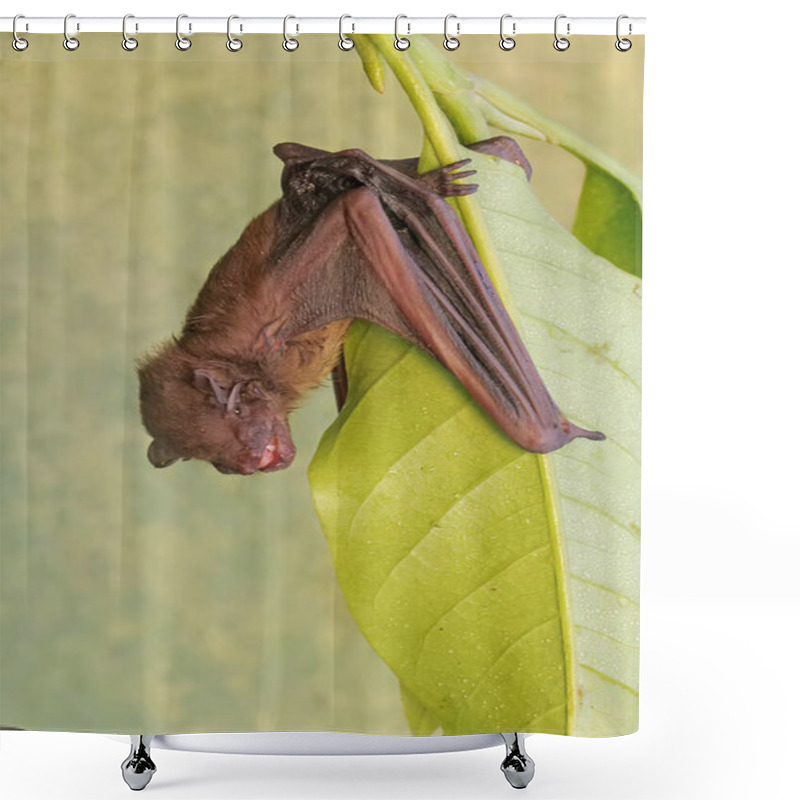 Personality  A Short-nosed Fruit Bat Eating Young Magnolia Leaves. This Flying Mammal Has The Scientific Name Cynopterus Minutus. Shower Curtains