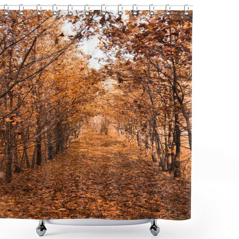 Personality  Beautiful Autumn Alley With Golden Trees With Bright Foliage In Sunlight Shower Curtains