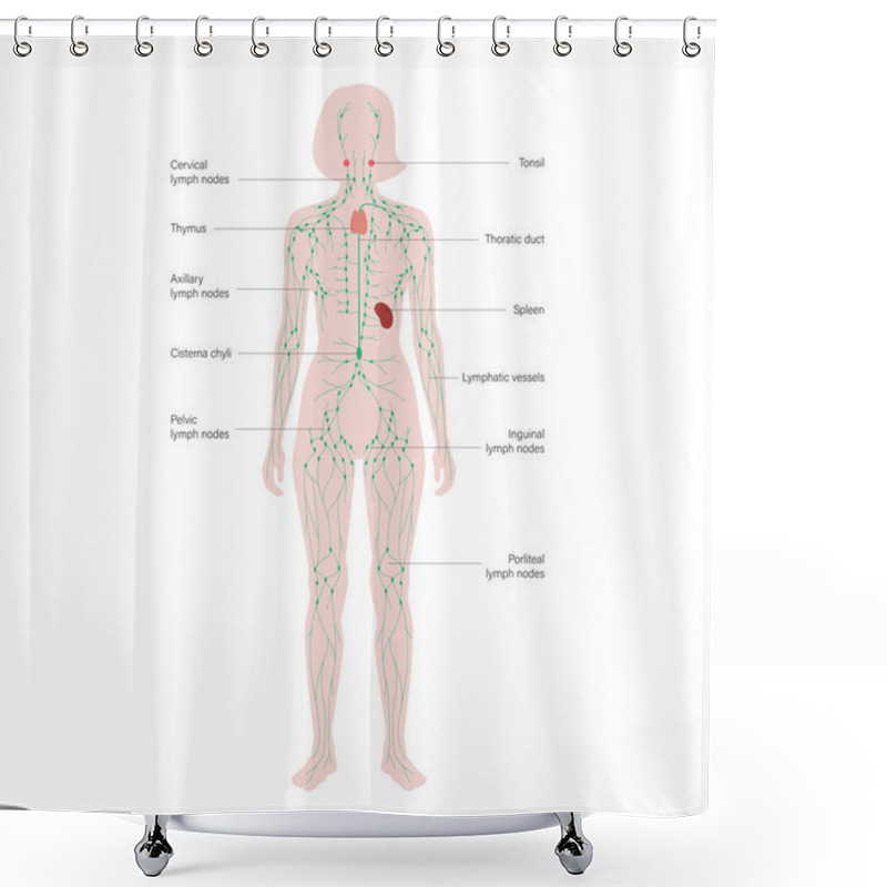 Personality  Lymphatic System Concept Shower Curtains