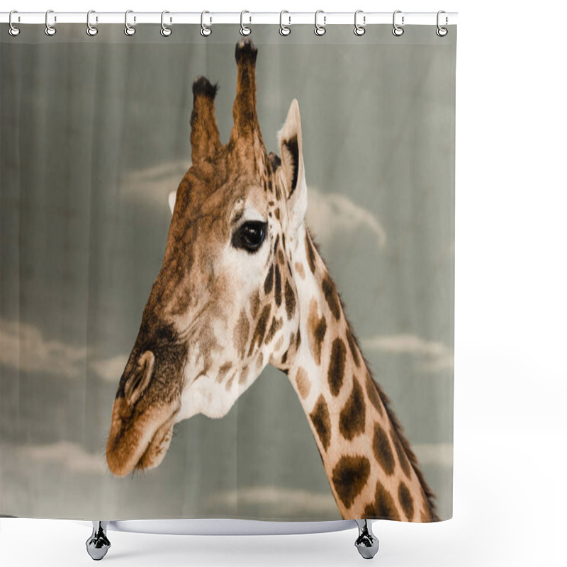 Personality  Cute And Tall Giraffe In Zoo  Shower Curtains