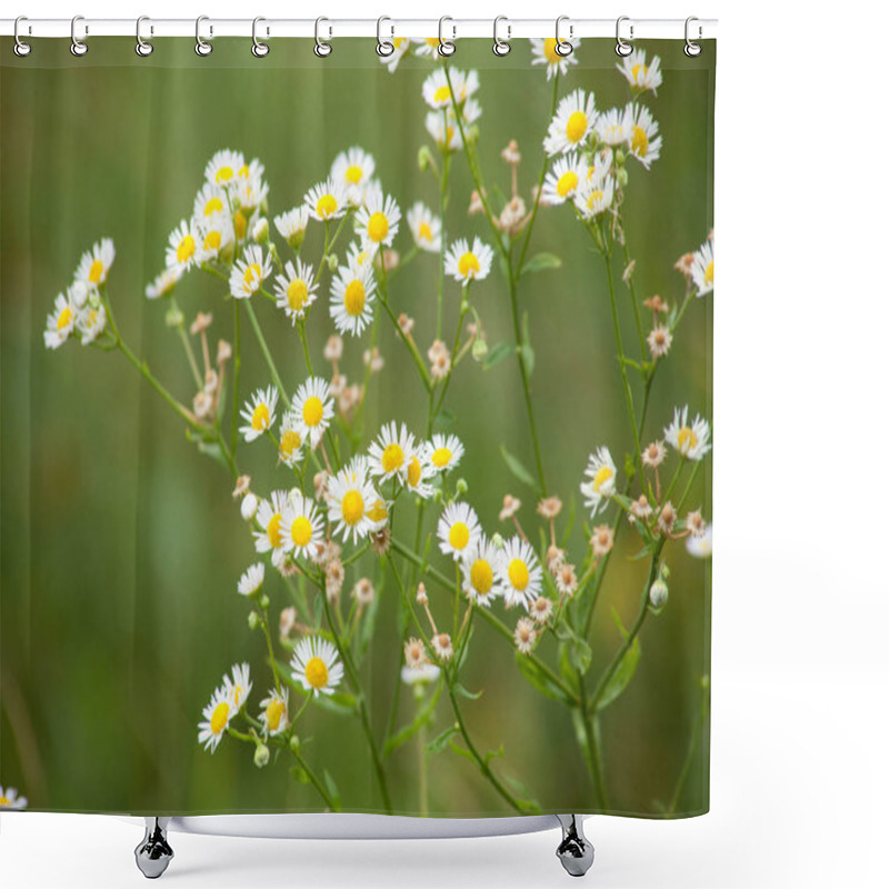 Personality  Erigeron  Fleabane Wild Flower Plant Shower Curtains