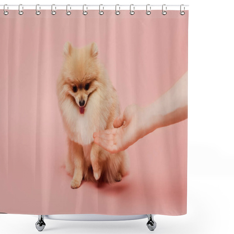 Personality  Cropped View Of Pomeranian Spitz Dog On Pink Shower Curtains