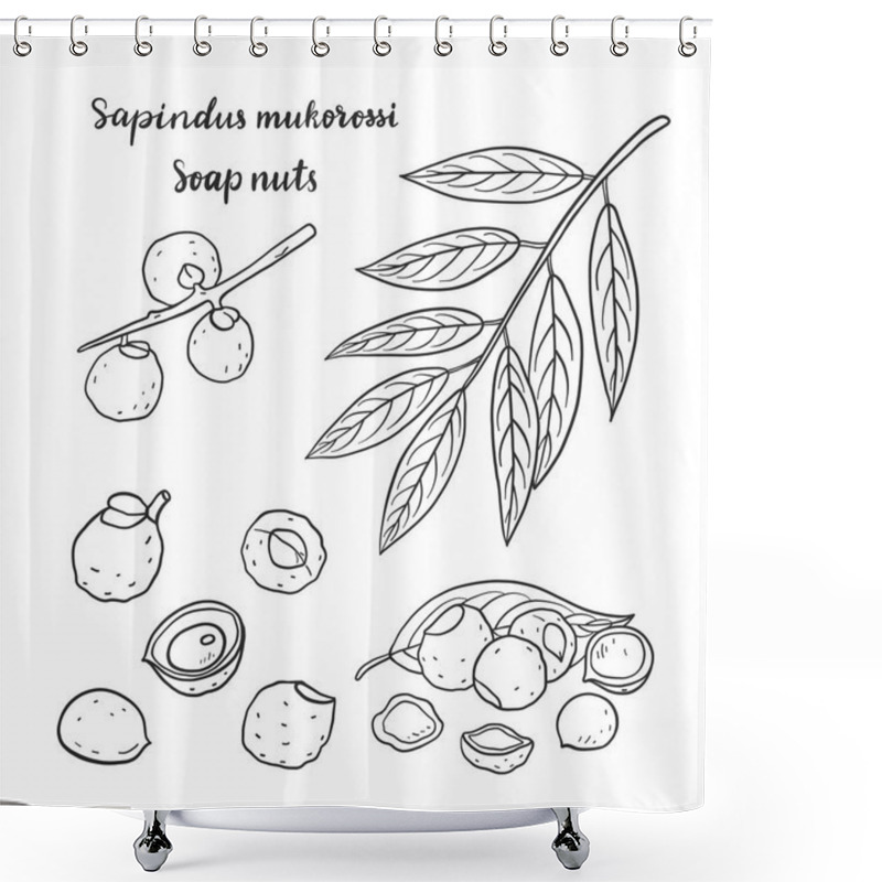 Personality  Sapindus Mukorossi (soap Nuts, Soapberry, Washnut). Shower Curtains