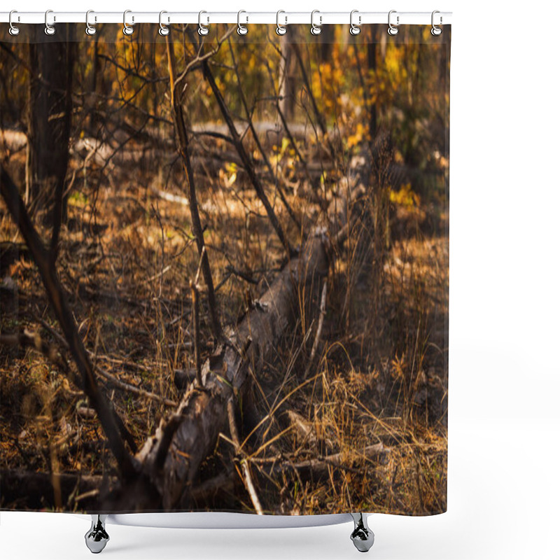 Personality  Fallen Tree Trunk On Ground In Autumnal Forest Shower Curtains