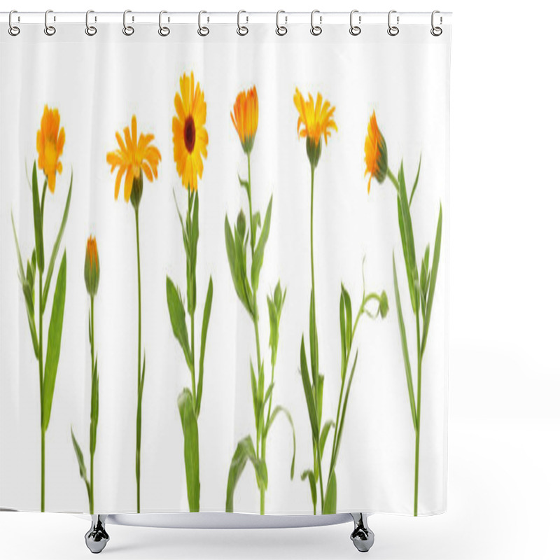 Personality  Set With Beautiful Calendula Flowers On White Background. Banner Design Shower Curtains