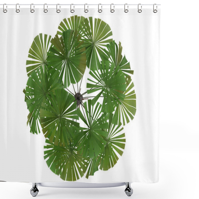 Personality  Australian Fan Palm Or Licuala Ramsayi Shower Curtains