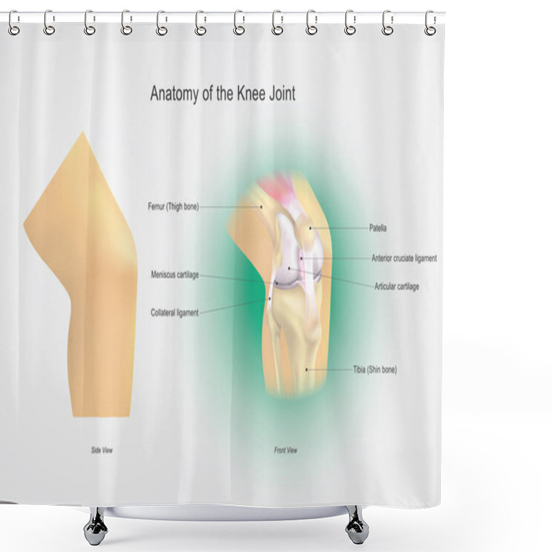 Personality  Anatomy Of The Knee Joint. Illustration, Vector Arts. Shower Curtains