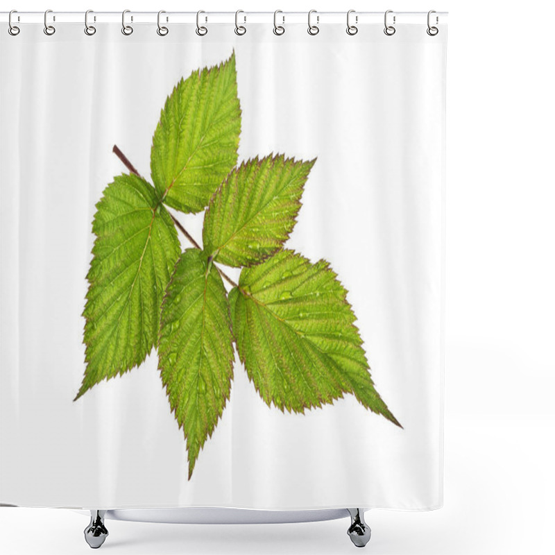 Personality  Raspberry Leaves In Water Drops On A White Background Shower Curtains