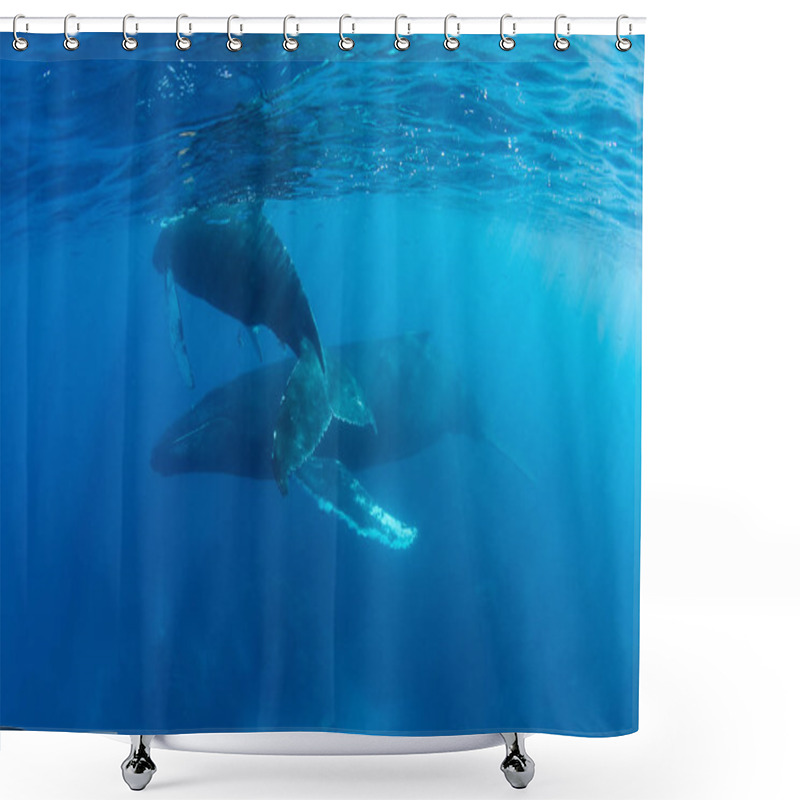 Personality  Humpback Whales In Blue Water Shower Curtains