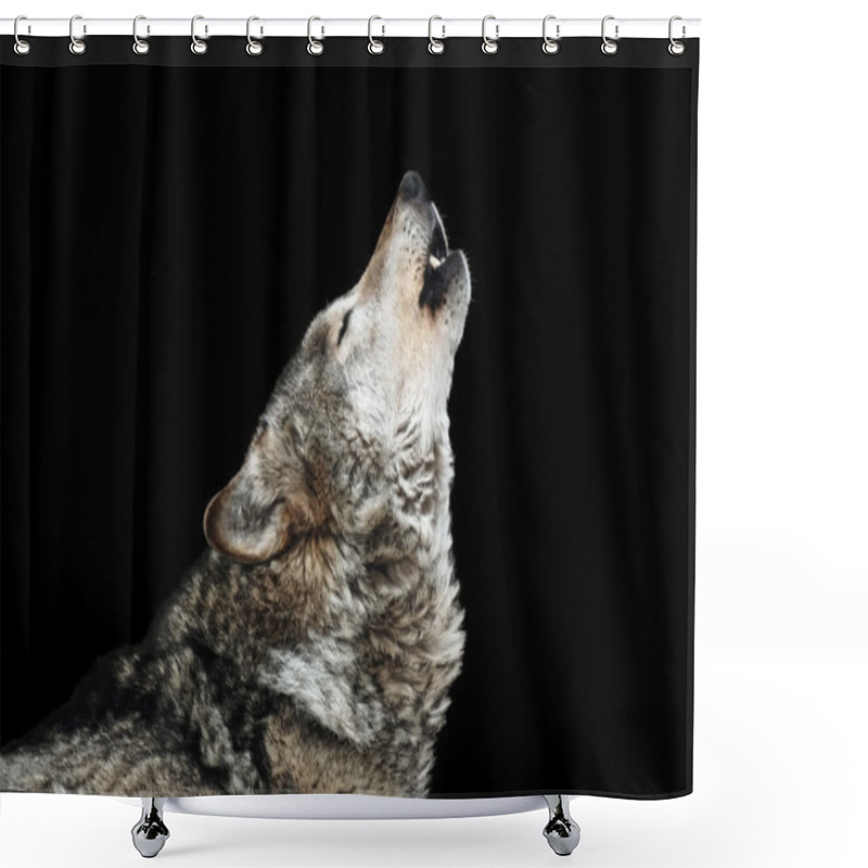 Personality  Wolf Howl. Isolated On A Black Background Shower Curtains